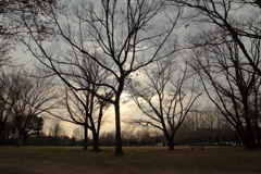 Winter withered park