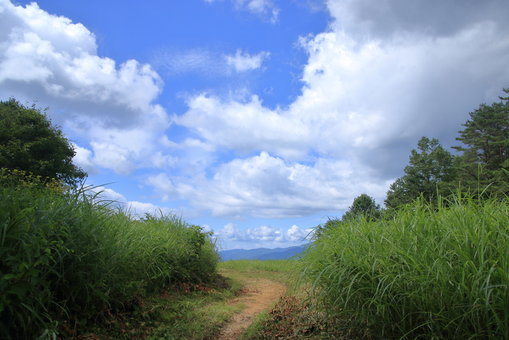 夏草の道