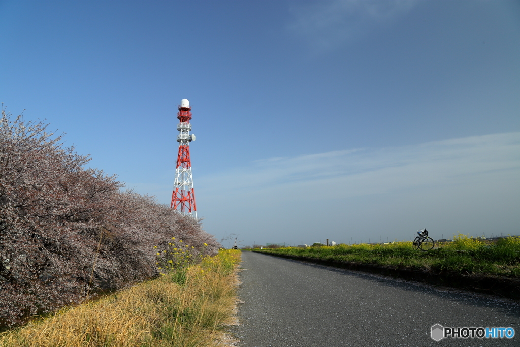 桜の河川敷