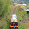 新緑を駆ける