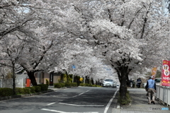 桜のトンネル