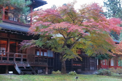 御用邸のモミジ