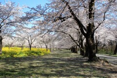 春の公園