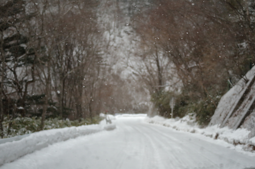 雪の降る道