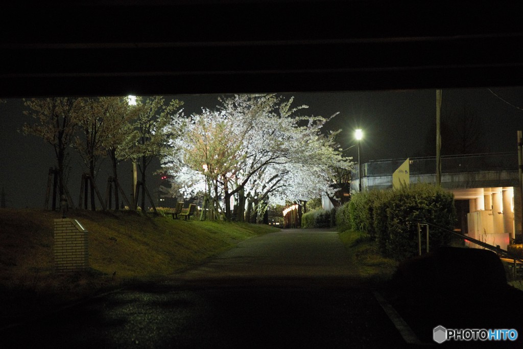 2017年の桜　5