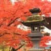 懐古園の紅葉