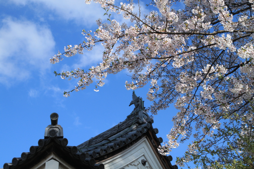 桜と鯱