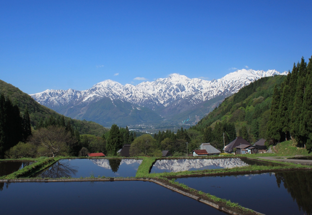 田植え前の白馬