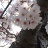 2014年の桜　2