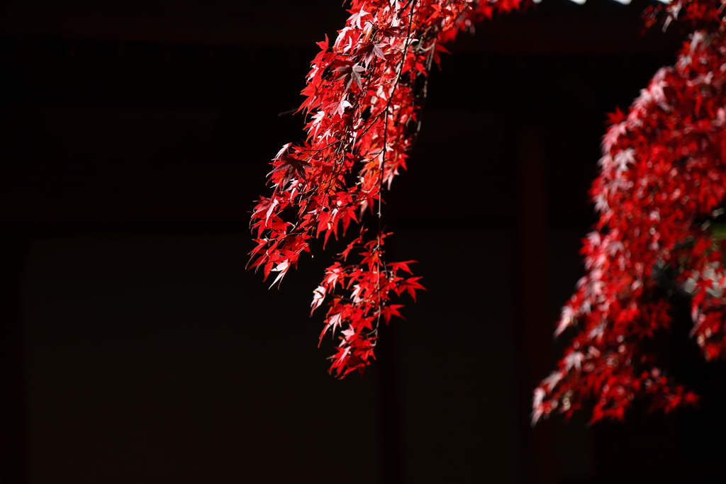 紅の輝き