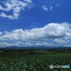 嬬恋のキャベツ畑