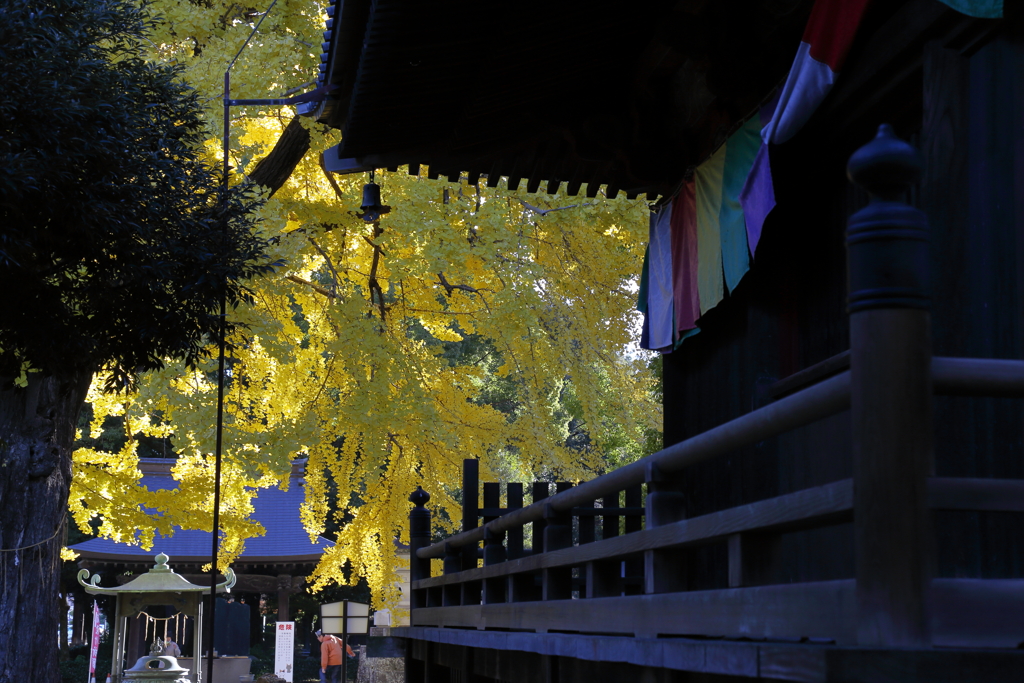 イチョウのある寺