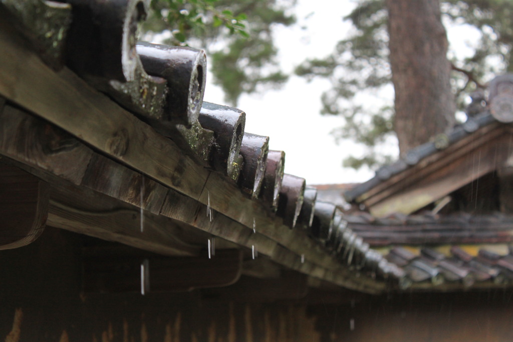 秋の雨