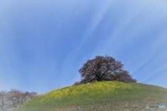 2017年の桜　1