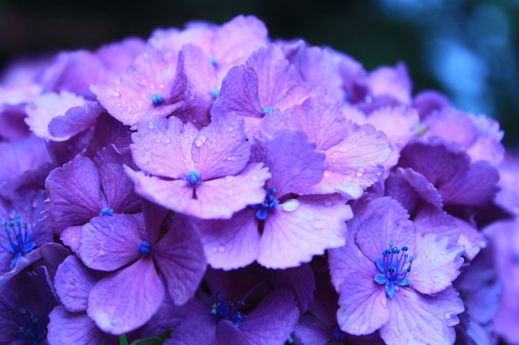 紫陽花