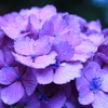 紫陽花