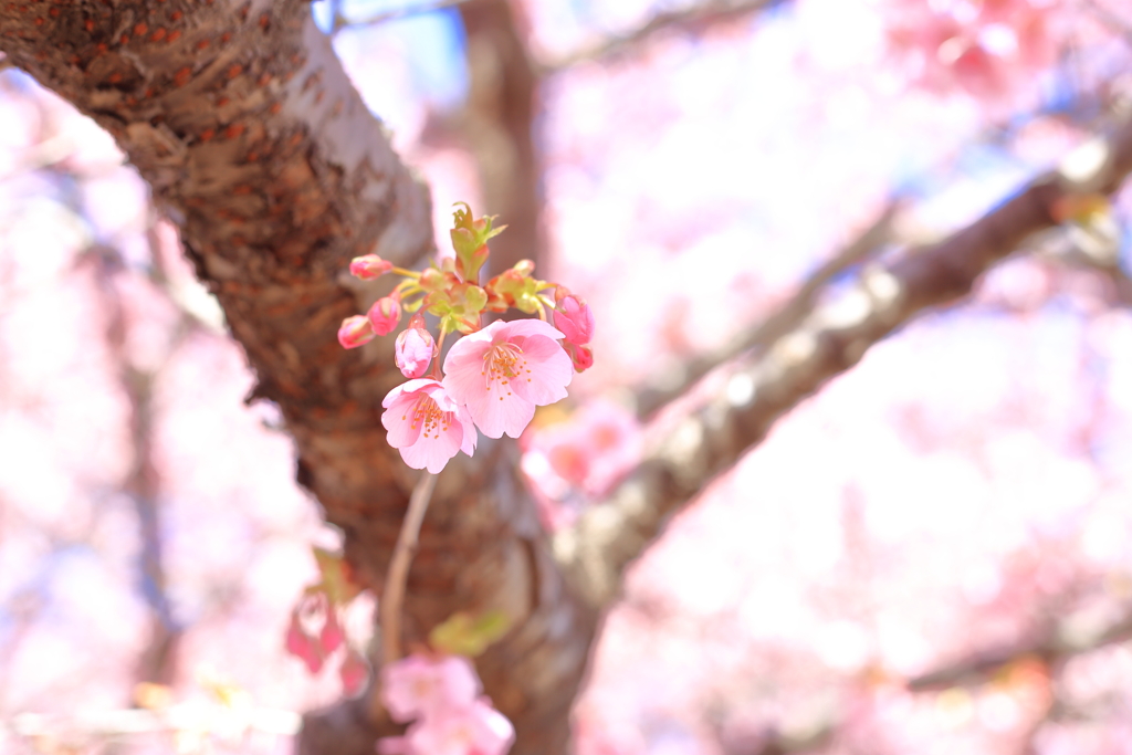 河津桜