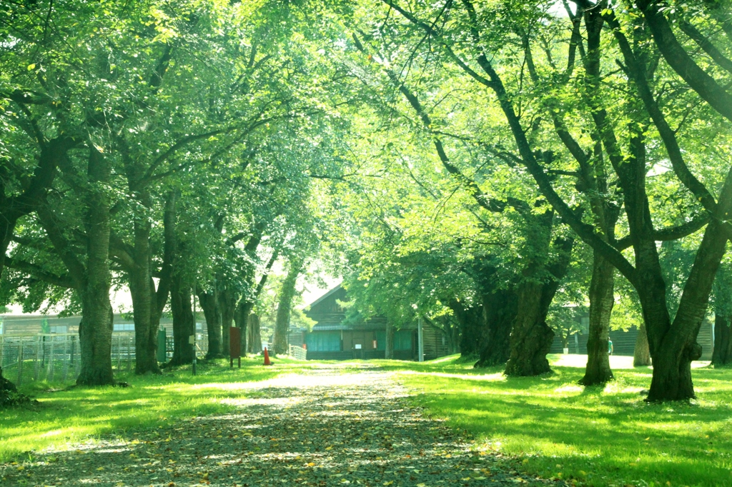 row of trees