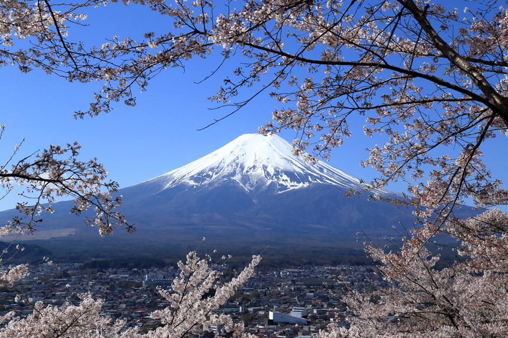 桜越し