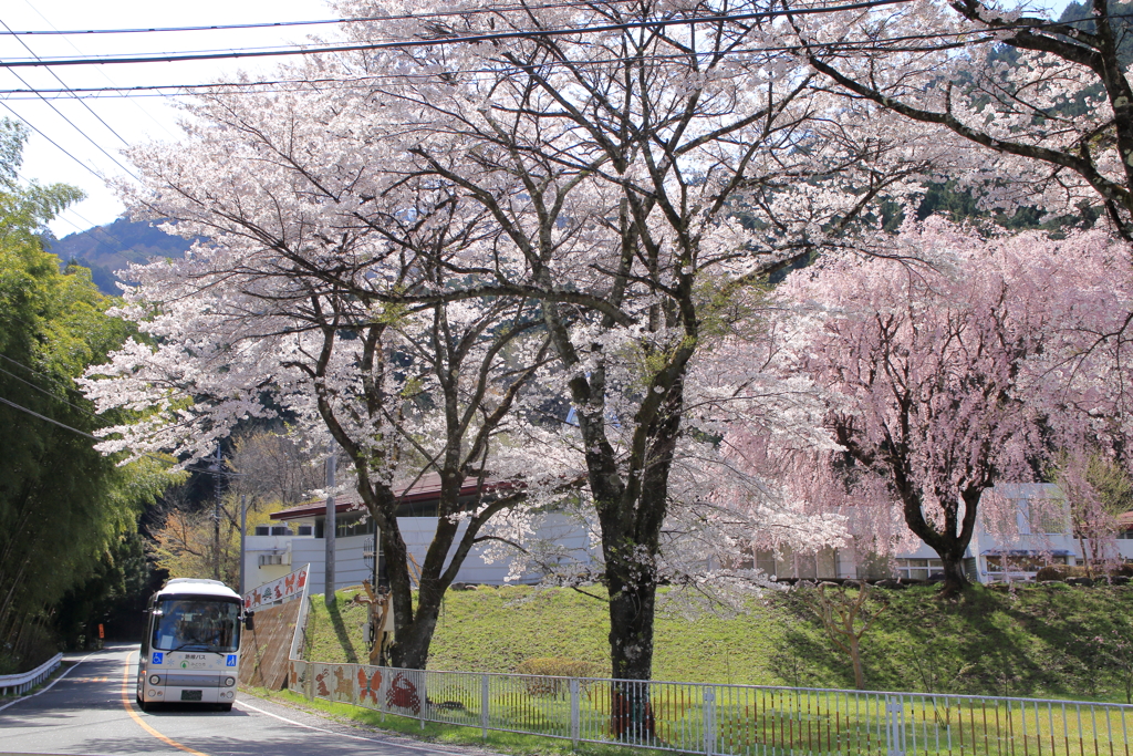 桜とバス