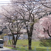 桜とバス