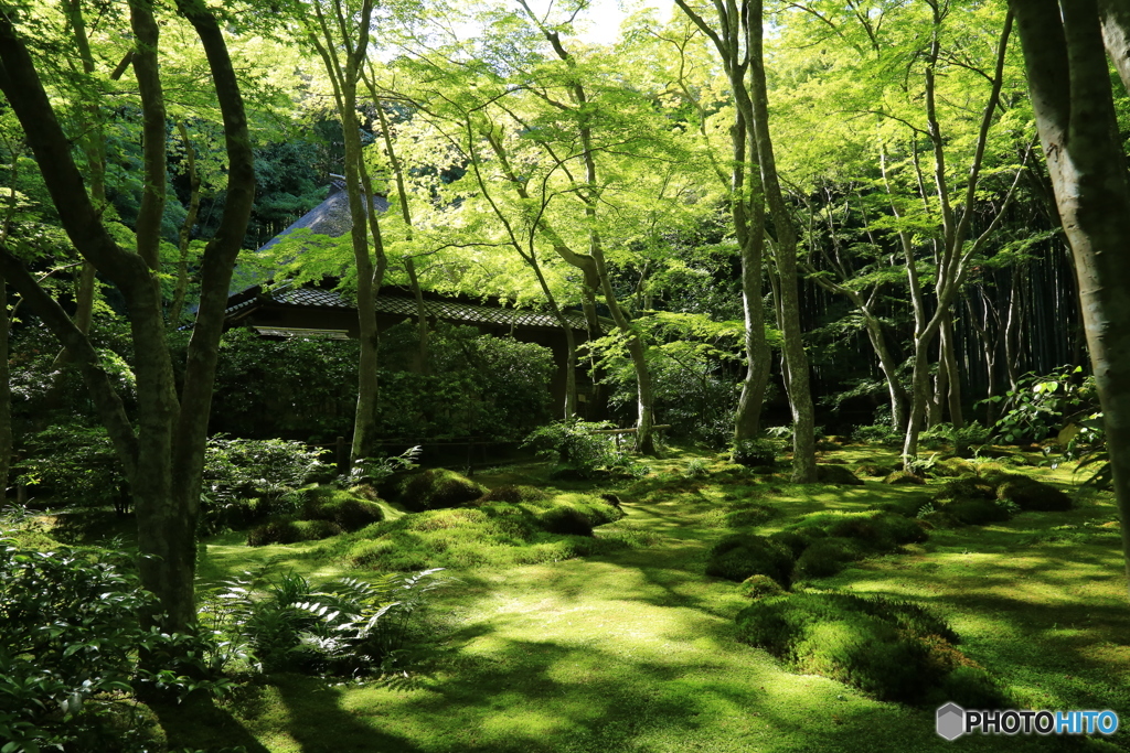 祇王寺