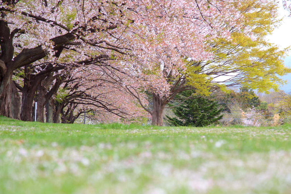 花散った桜並木