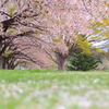 花散った桜並木