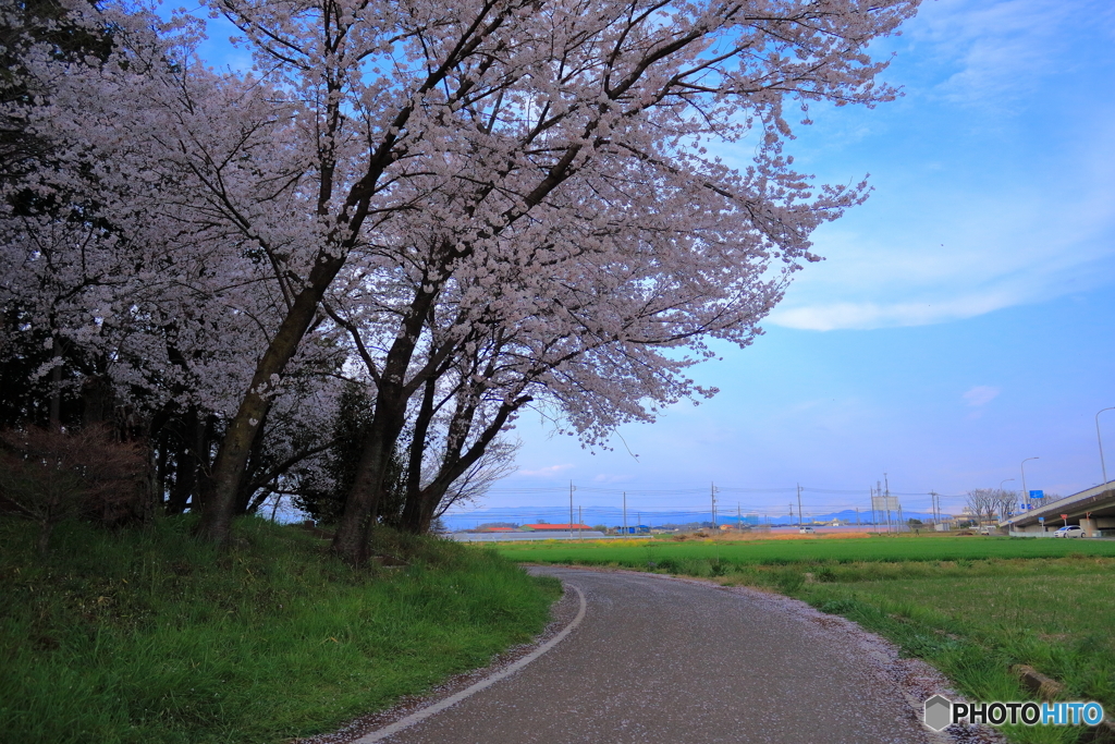 2017年の桜　2