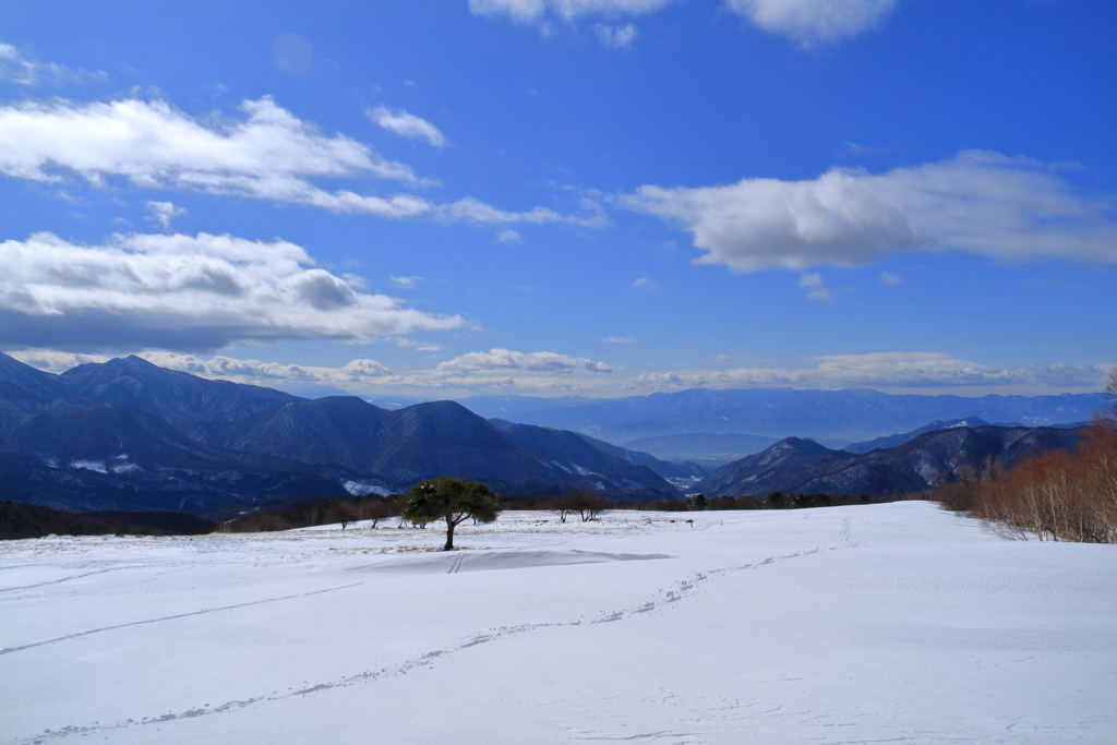 雪原の風景
