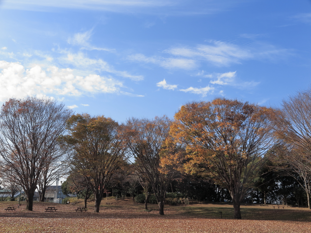 晩秋の公園