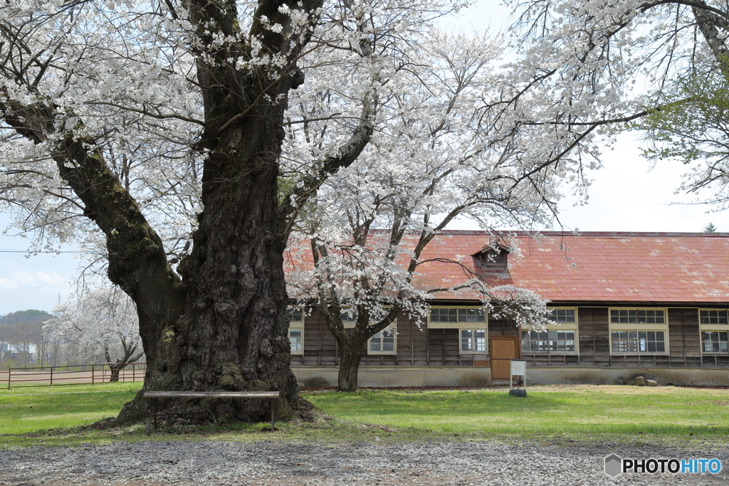 牧場の桜