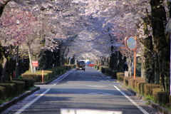 桜舞う街角