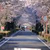 桜舞う街角