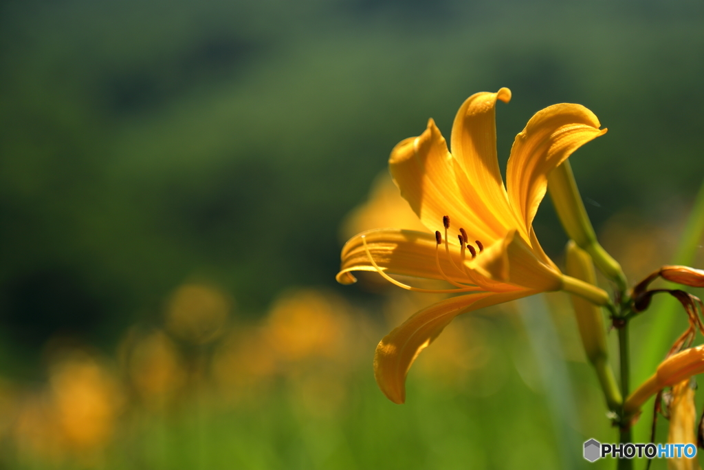 夏に咲く花