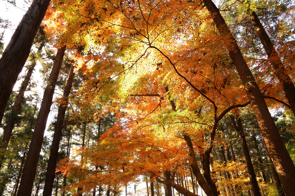 紅葉の森