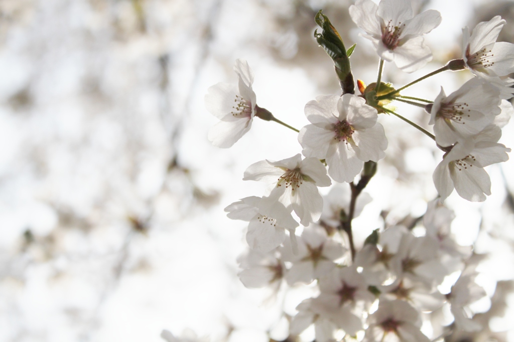 春光と桜