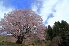 天王桜