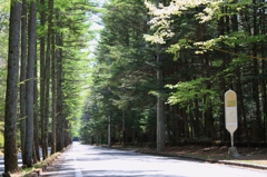 軽井沢の落葉松並木