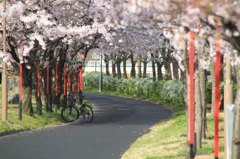 桜の散歩道