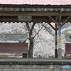 桜のホーム