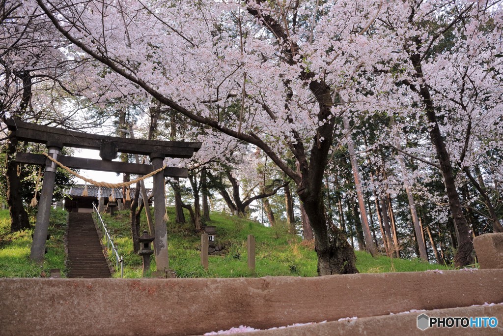 2017年の桜　3