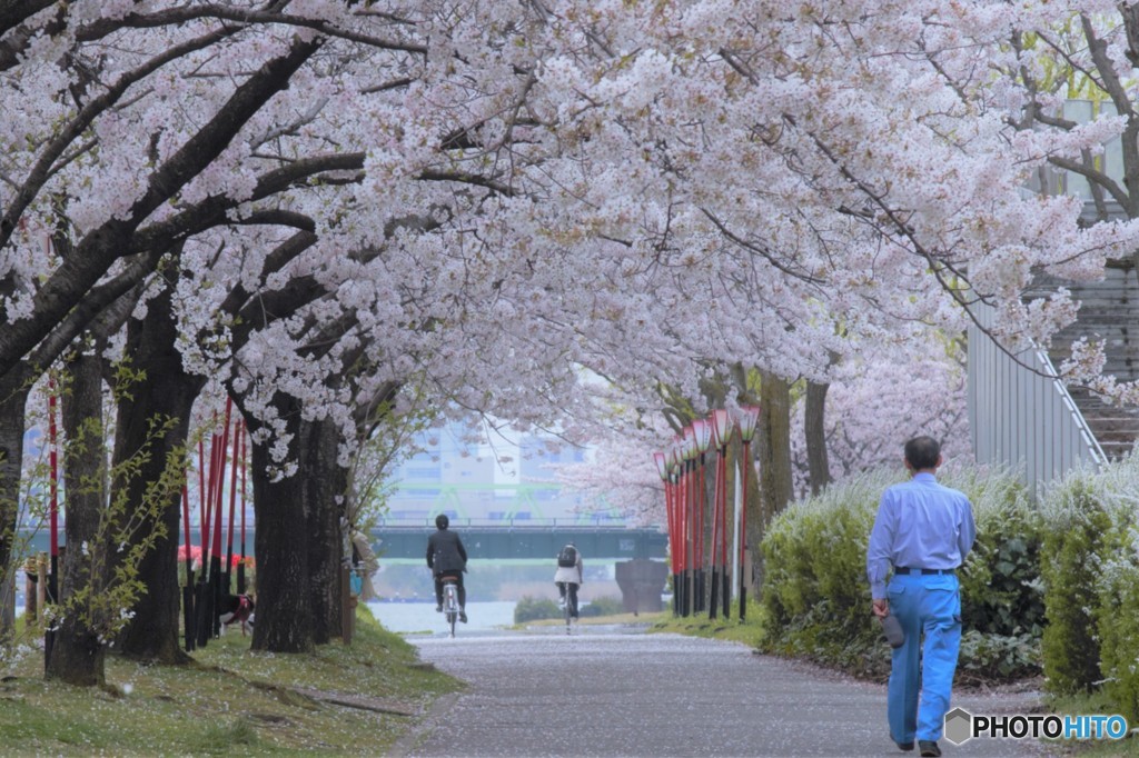 2017年の桜　8