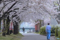 2017年の桜　8