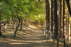 大倉尾根の紅葉