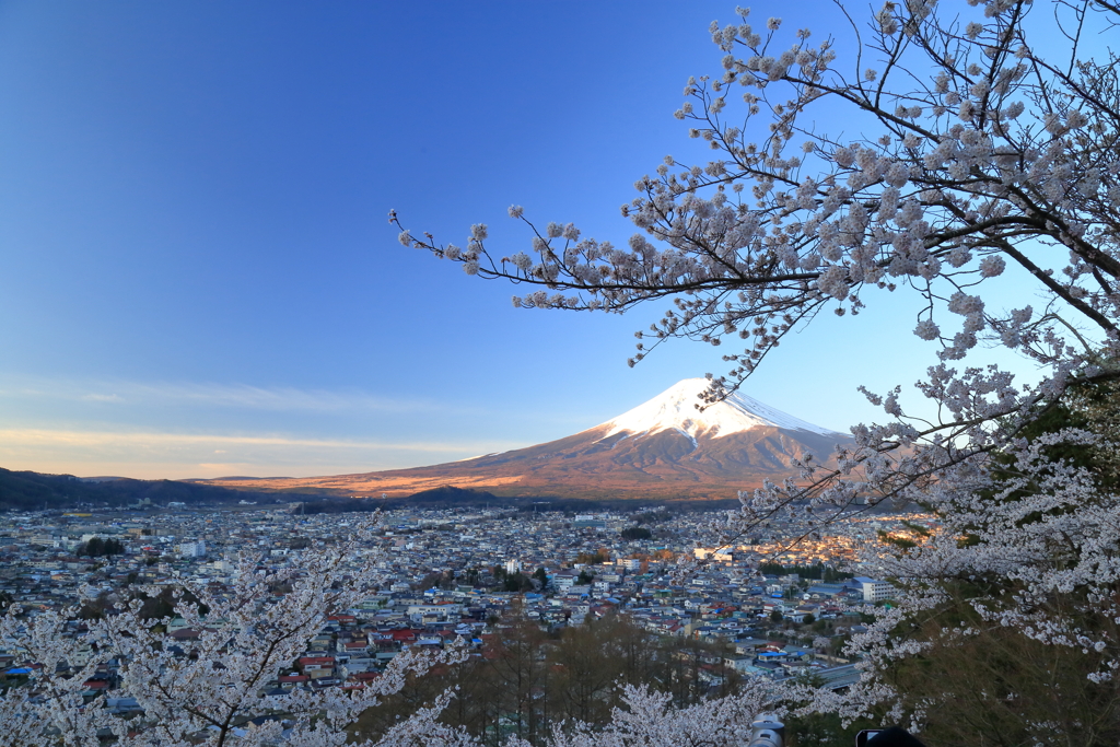 富士と桜