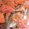 懐古園の紅葉