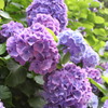 明月院の紫陽花