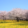 春の三色