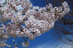 2014年の桜　1
